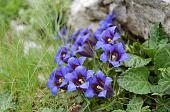 Salita da Colere-Carbonera al Rifugio Albani e al Ferrantino con passaggio alla Val Conchetta il 12 luglio 2009 - FOTOGALLERY